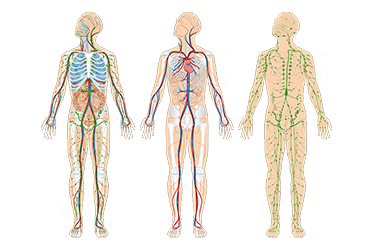 Lehrbuch-Illustration zum Verdauungstrakt